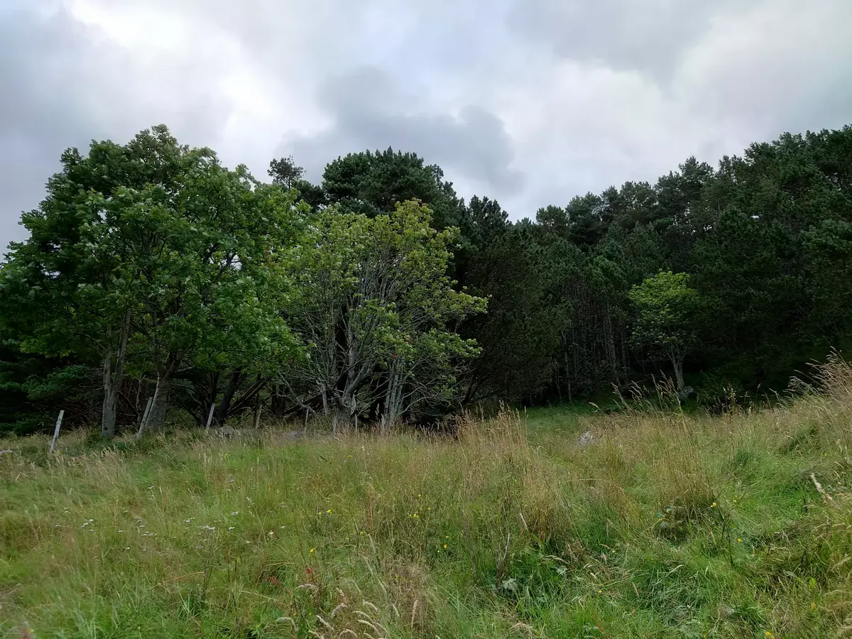 Utegongarar - teltplassar og hengekøyeskog