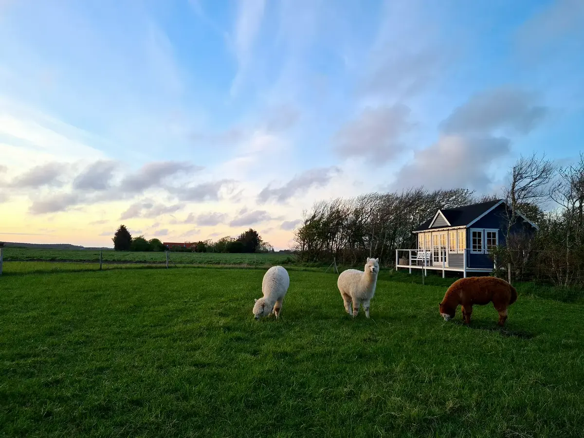 Alpaca-Cottage for 2 - with alpacas as neighbour and a beautiful view to Rubjerg Knude Fyr