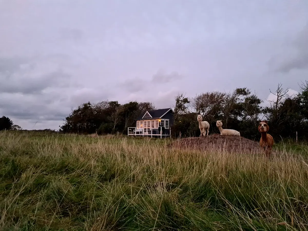 Alpaca-Hytte for 2 - with alpacas as neighbour and a beautiful view to Rubjerg Knude Fyr